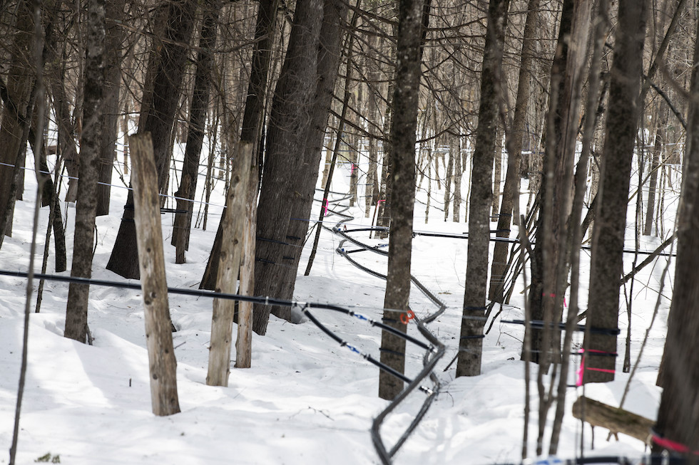 Tubi di plastica in mezzo agli alberi di una foresta canadese; a terra si vede la neve