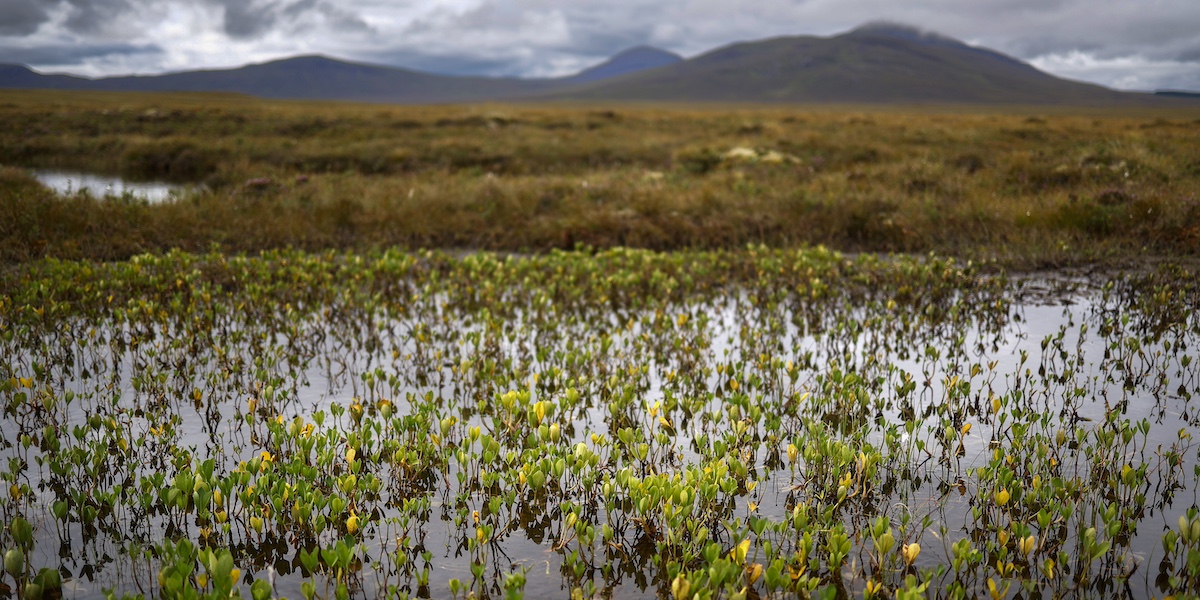 The environmental law that divides the European Union