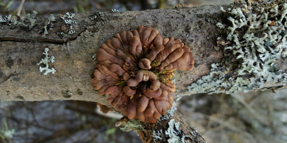 Un fungo della specie Hypocreopsis lichenoides sul ramo di un albero