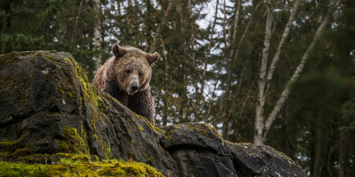 Un orso allo zoo di Seattle