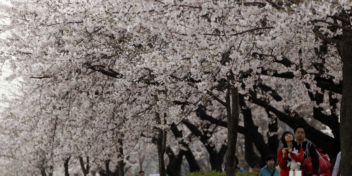 Ciliegi in fiore a Seul, in Corea del Sud (AP Photo/Lee Jin-man)
