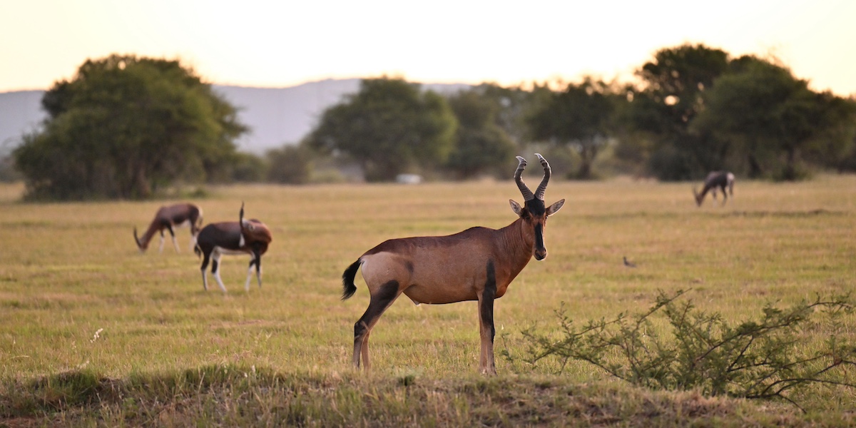 Animali selvatici a Limpopo, in Sudafrica