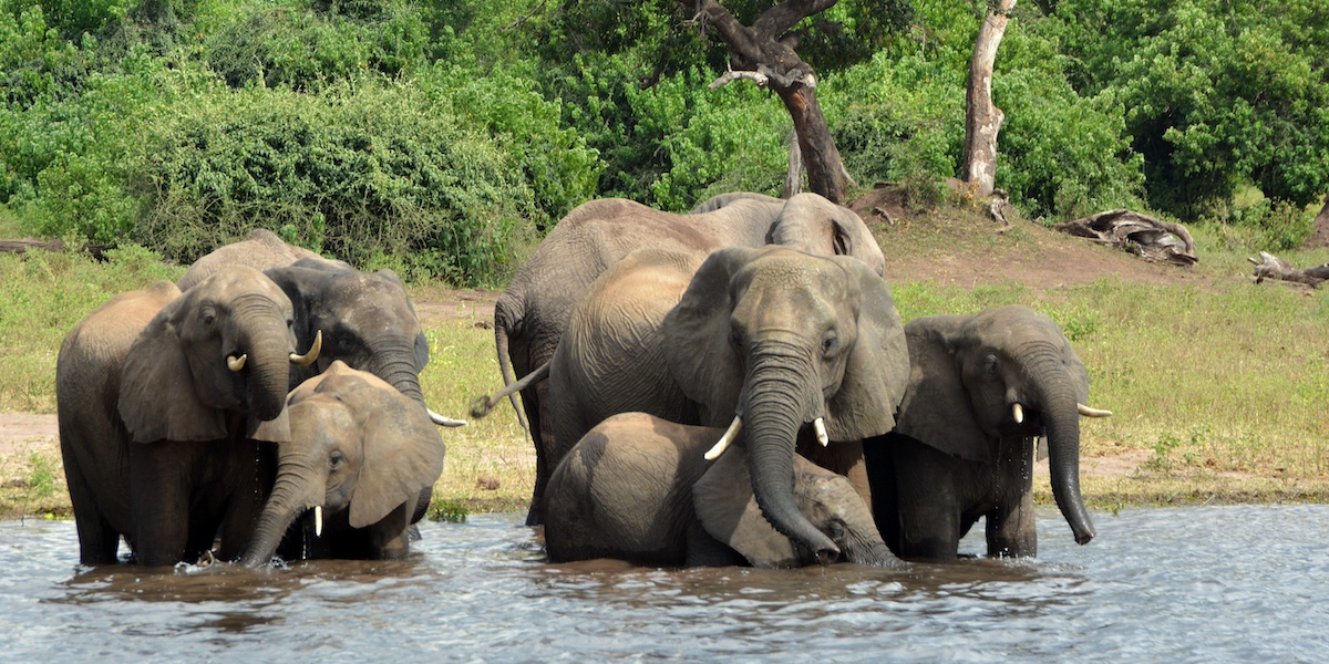 un gruppo di elefanti in un fiume