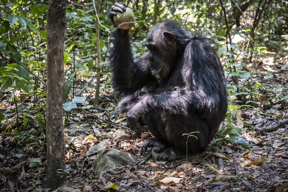 Uno scimpanzé intento a sbattere un mango contro una pietra nella foresta