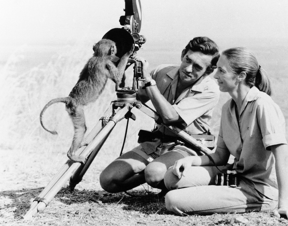 Jane Goodall e Hugo van Lawick, allora suo marito, insieme a una scimmia