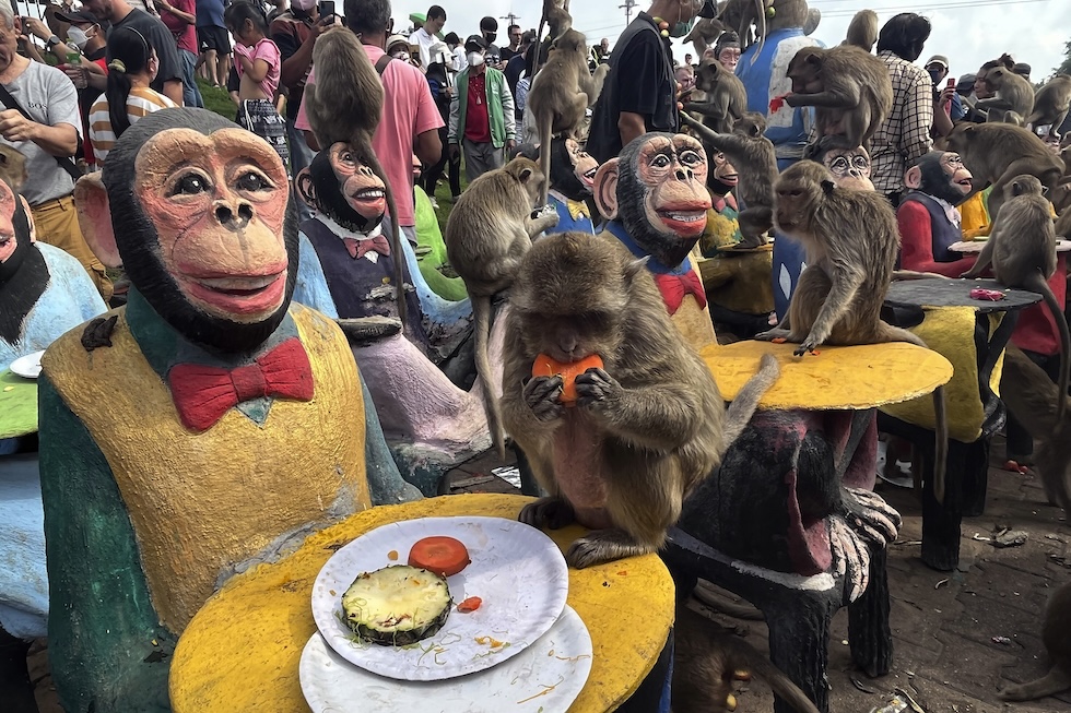Macachi mangiano frutta durante la festa delle scimmie a Lopburi Thailandia, 27 novembre 2022