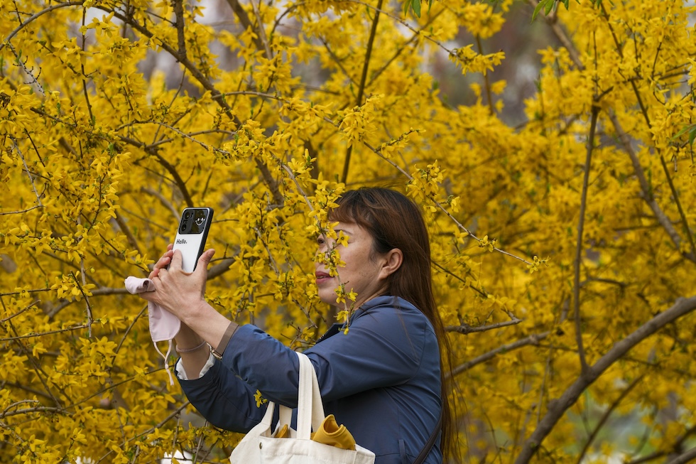 Una donna si scatta una foto accanto a un albero fiorito nel parco Yuyuantan