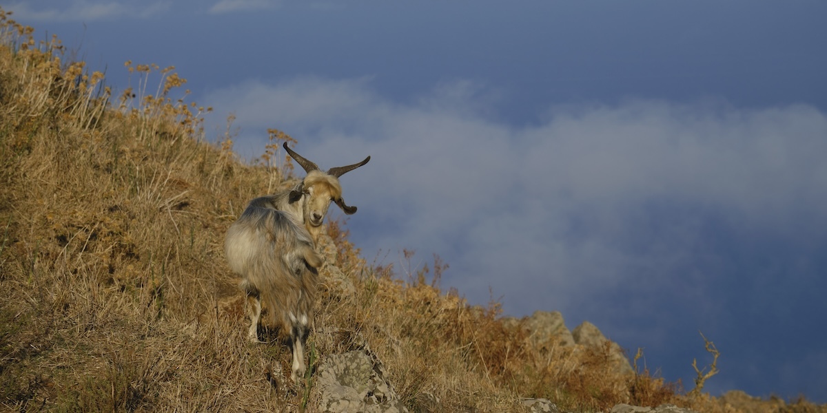 Foto di una capra su un pendio di Alicudi