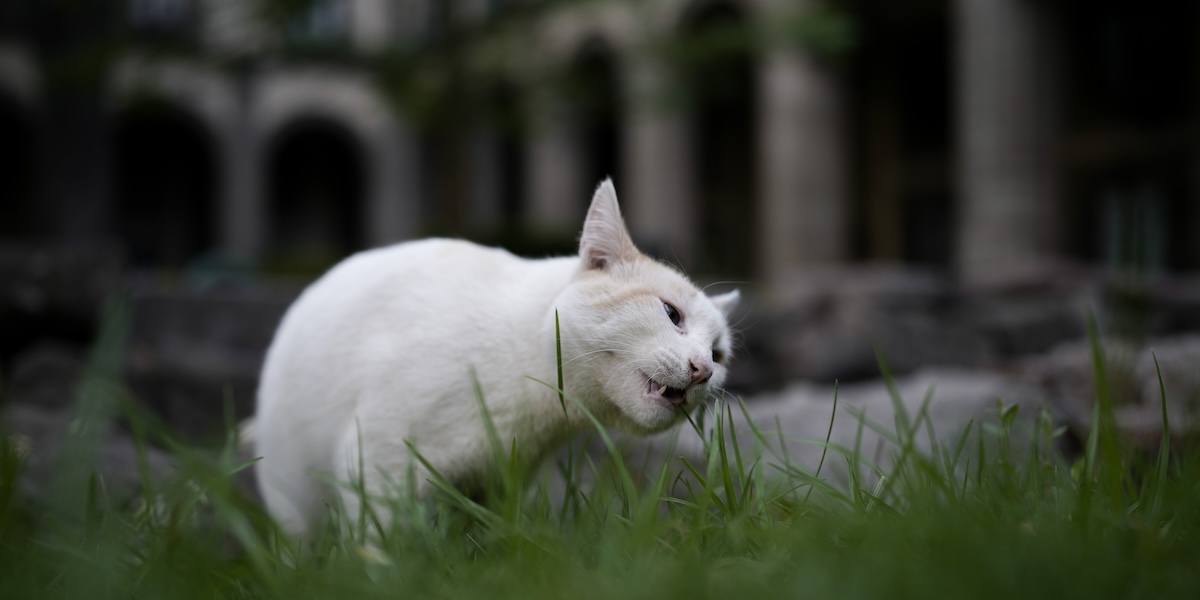 At the headquarters of the Mexican government, 19 cats are 'living real estate'