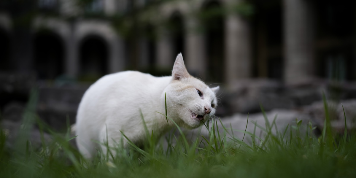 Uno dei gatti nella sede del governo di Città del Messico (AP Photo/Eduardo Verdugo)