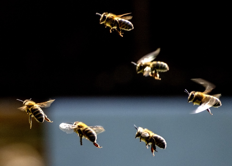 Alcune api in volo vicino a un alveare