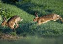 Due lepri corrono in un prato fuori città