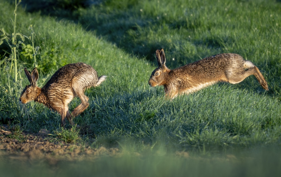 Due lepri corrono in un prato fuori città