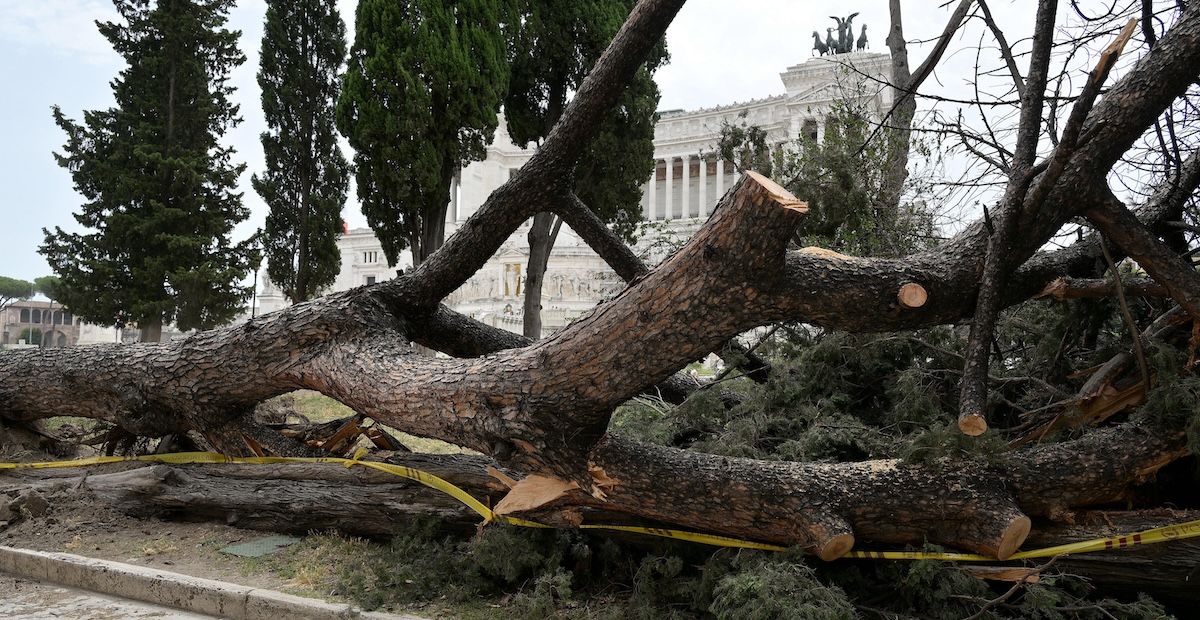 Il pino secolare crollato in piazza San Marco, 13 luglio 2023 (ANSA/ETTORE FERRARI)