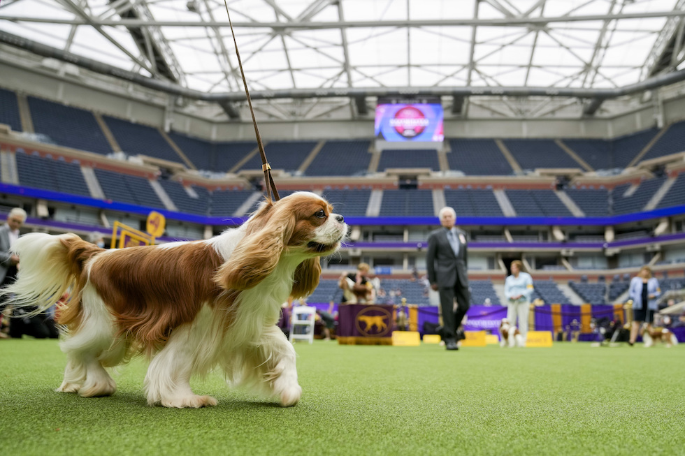 Un cane di razza Cavalier King Charles spaniel