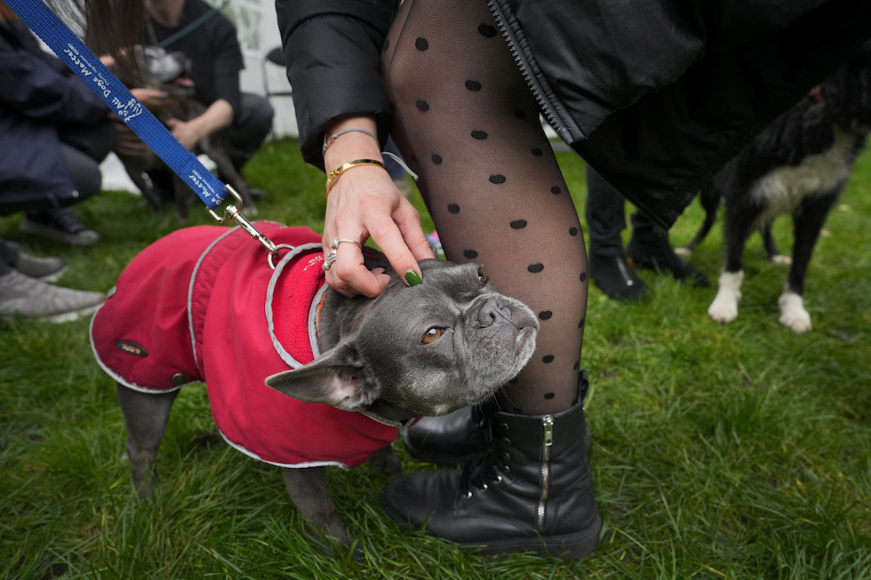 Un bouledogue francese