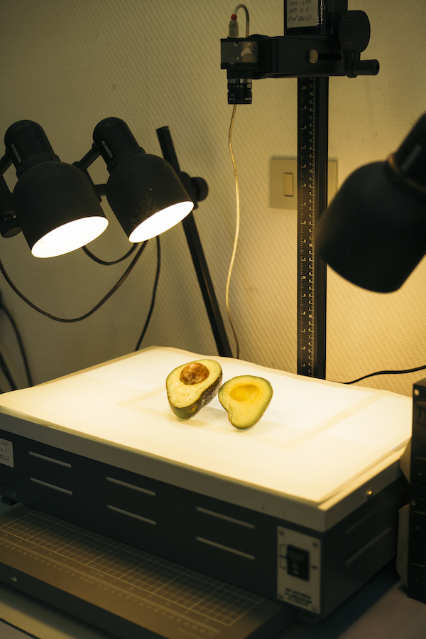 Un avocado tagliato a metà e illuminato in un laboratorio