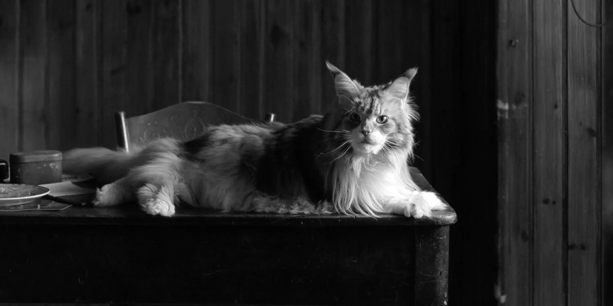 King, il gatto che interpreta Lucio nella serie Netflix Ripley (Netflix).