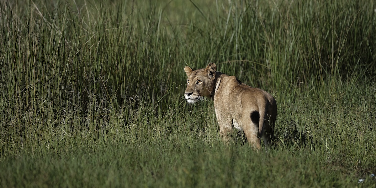 Una leonessa in un parco della Tanzania (AP Photo/Ben Curtis)