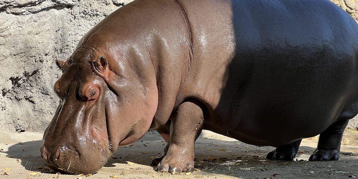 La femmina di ippopotamo Gen-chan