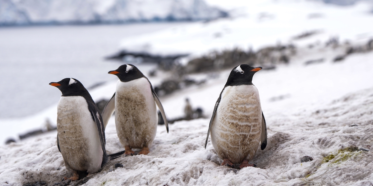 Tre pinguini