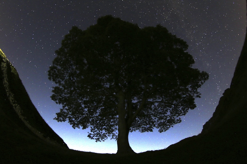 Il Sycamore gap Tree, prima dell'abbattimento (AP Photo/Scott Heppell, File)