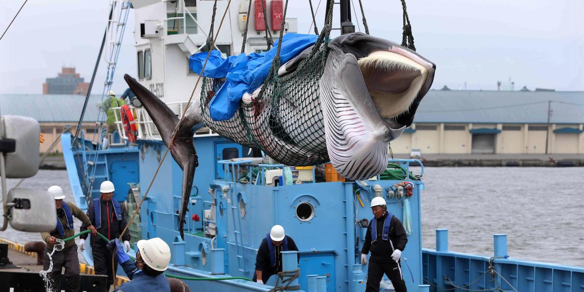 Il corpo di una balenottera minore sollevato su una baleniera giapponese