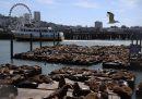 Leoni marini della California sul molo del Pier 39