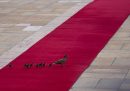 Un'anatra seguita dai suoi anatroccoli attraversa il tappeto rosso preparato per accogliere il presidente cinese Xi Jinping durante la sua visita nel paese