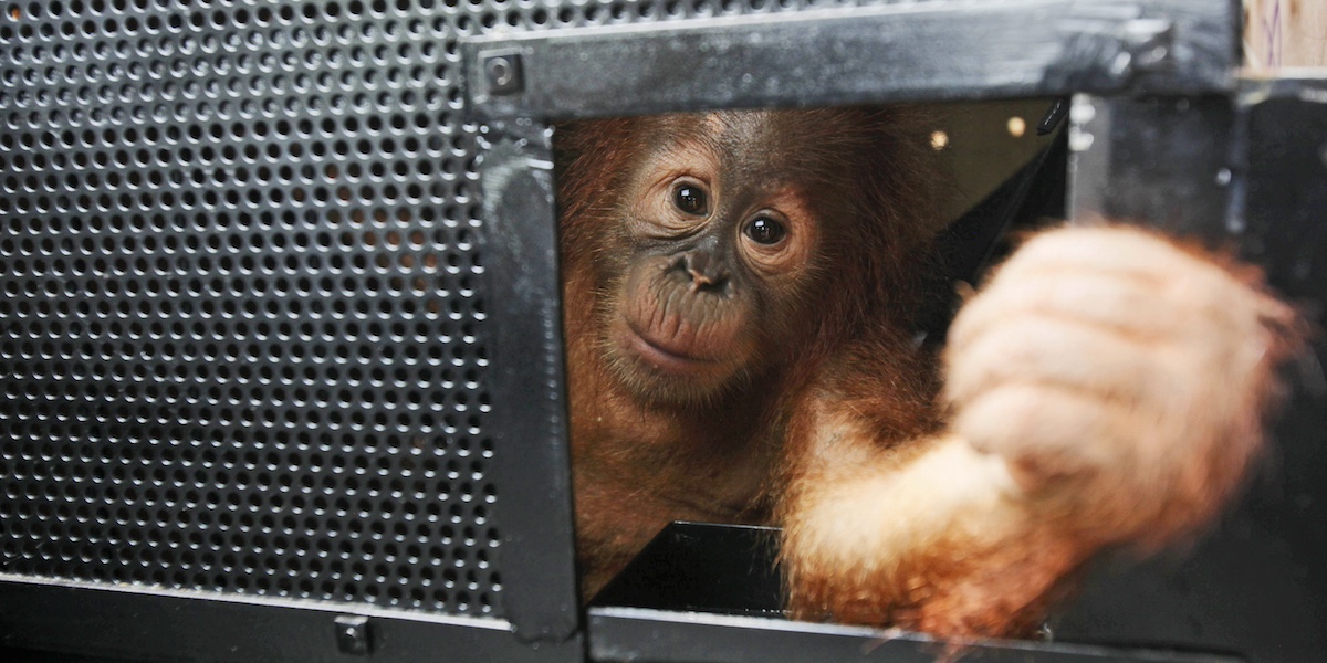 Un cucciolo di orango (AP Photo/Binsar Bakkara)