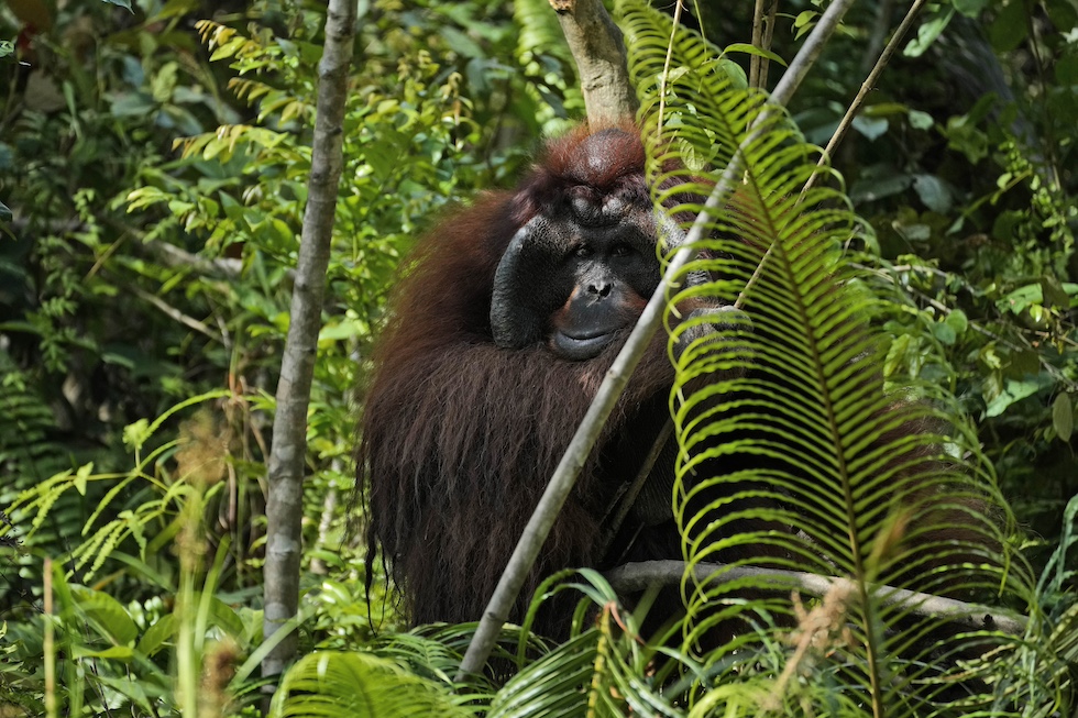 un orango adulto