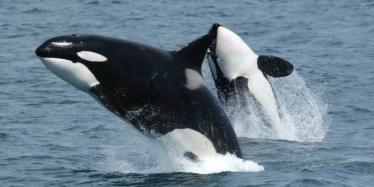 Due orche emergono dall'acqua al largo dell'Alaska (NOAA/Wikimedia)