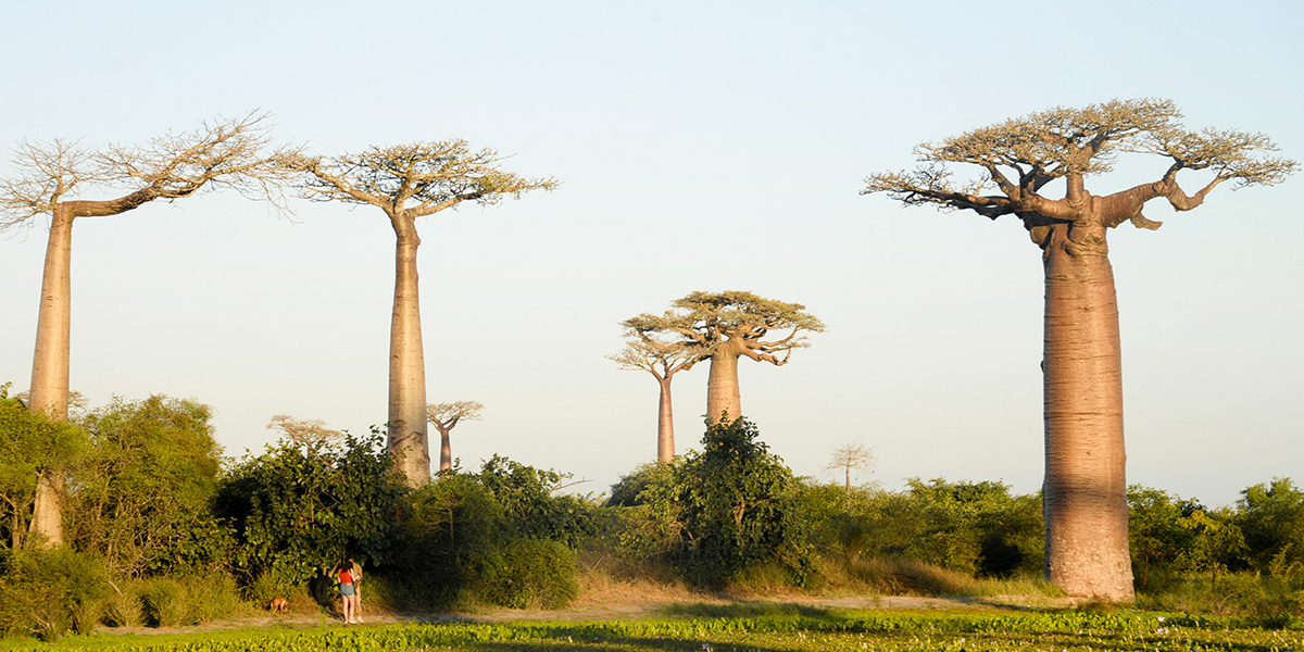 Morondava, Madagascar. (Ling Xin/Xinhua via ZUMA Press/ANSA)