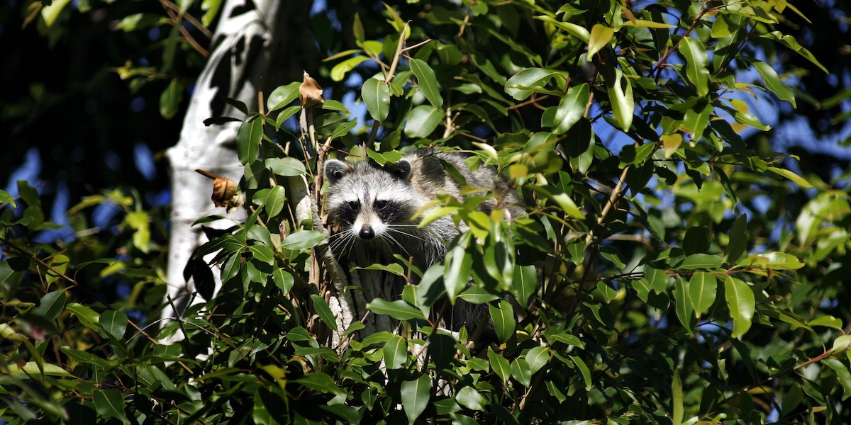 Tokyo has a raccoon drawback