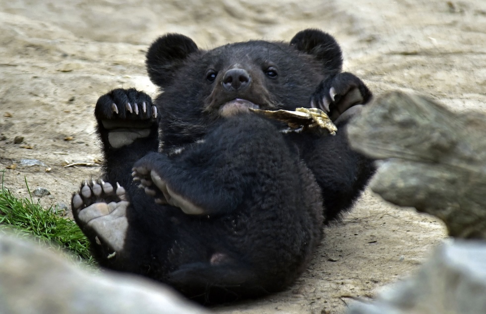 Un cucciolo di cinque mesi di orso himalayano allo zoo Podilskyi di Vinnycja, Ucraina 
(Oleksandr Lapin/Ukrinform via ZUMA/ansa)