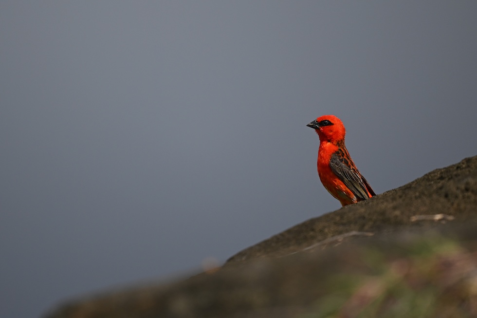 Domenica 22 dicembre