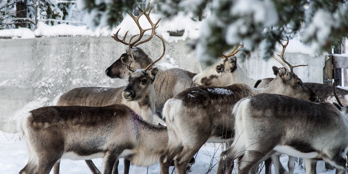 Un branco di renne vicino a Kiruna, nel 2019 (AP Photo/Malin Moberg)