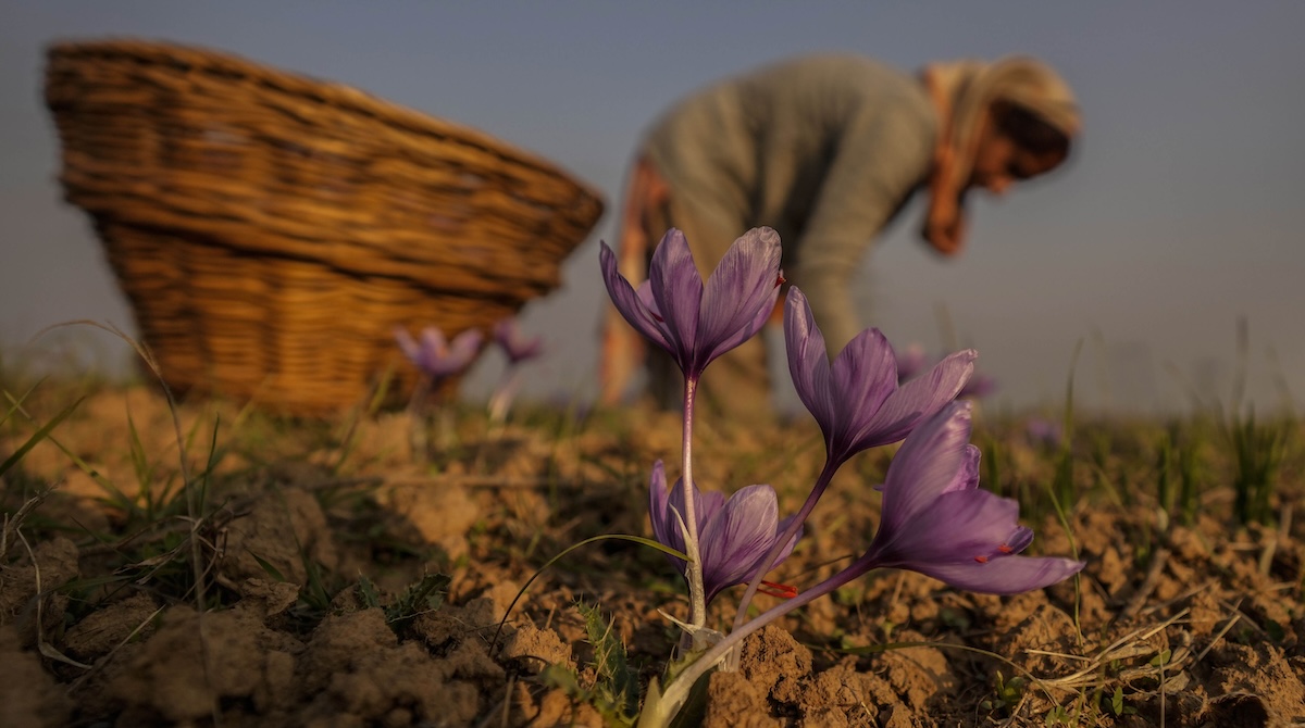 Lo zafferano più prezioso dell’India è minacciato dai porcospini