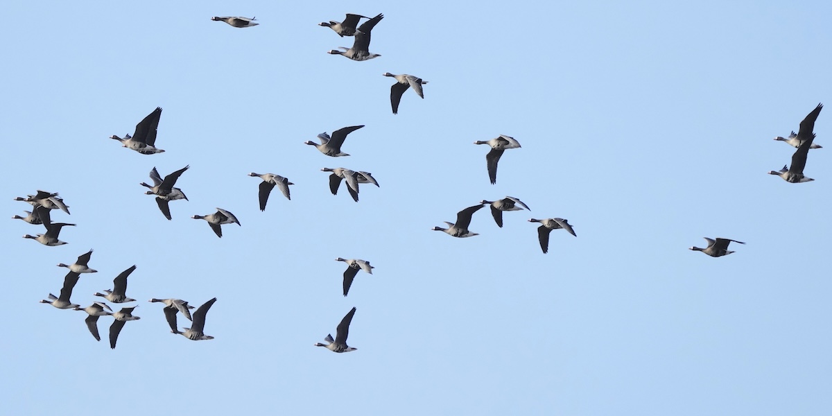 La Finlandia ha un problema con la cacca delle oche