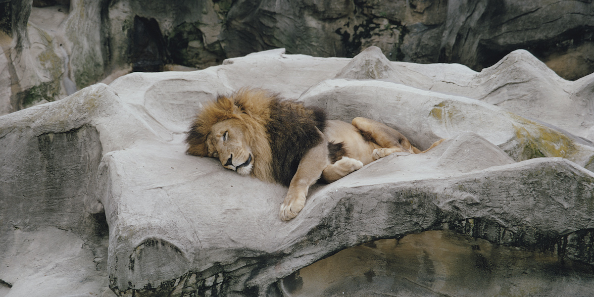 Uno zoo danese cerca animali domestici da far mangiare ai suoi predatori