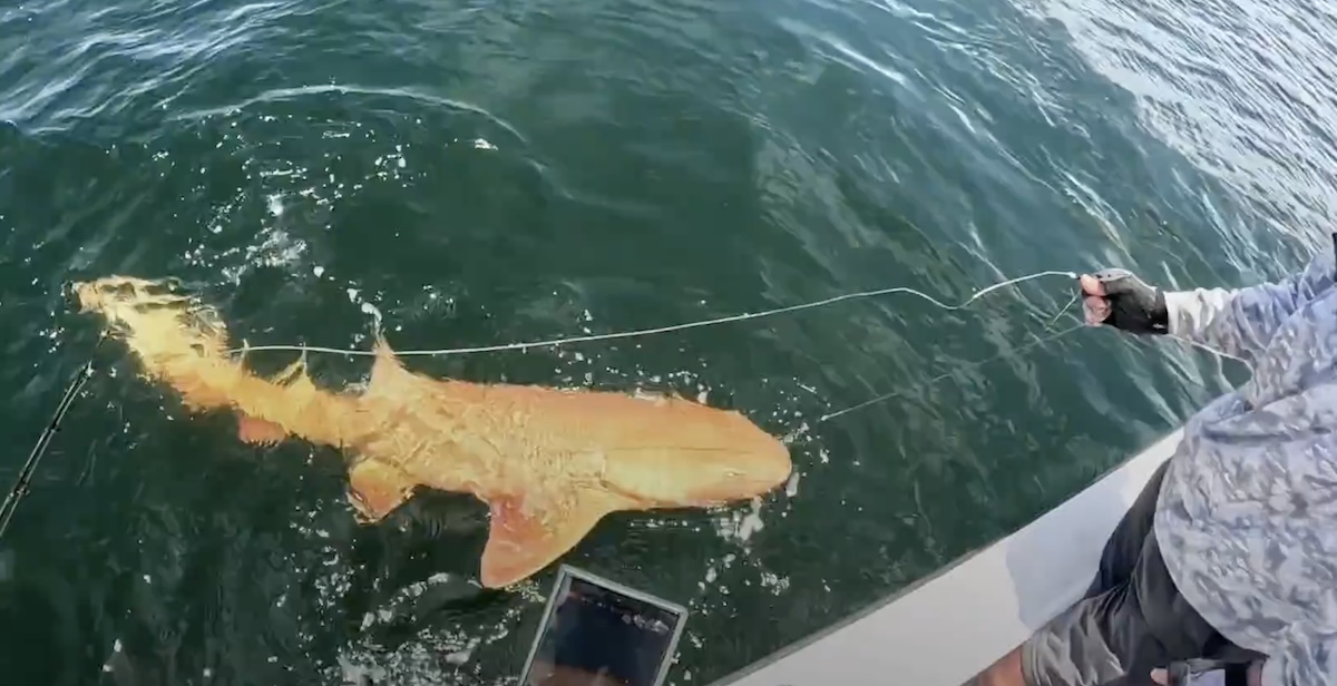 L’eccezionale avvistamento di uno squalo arancione