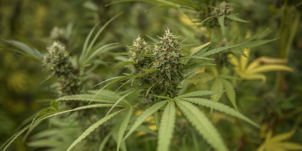 Una delle più grosse inchieste sulla cannabis light è finita nel nulla