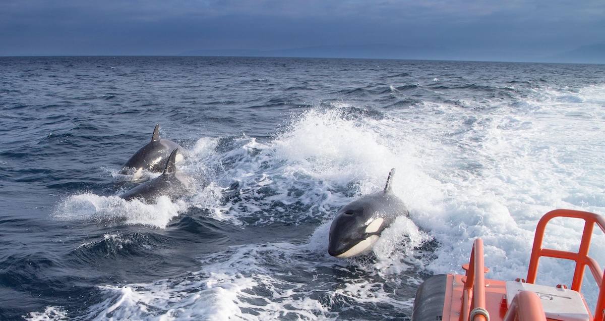 Le orche continuano ad attaccare le barche lungo la costa iberica