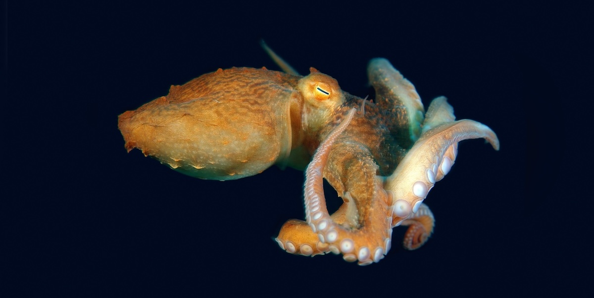 La flessibilità del polpo