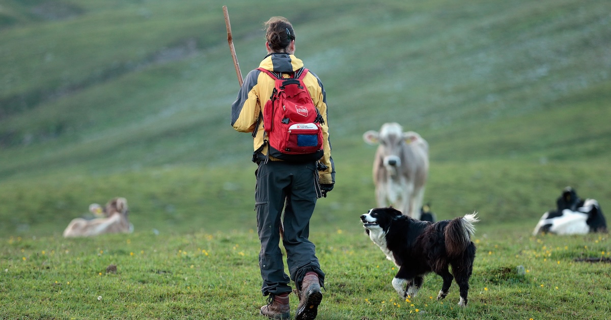 La discussa tassa sui cani che vuole introdurre l’Alto Adige