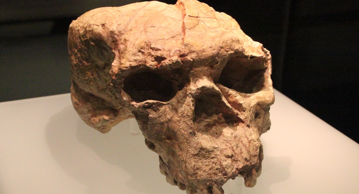 Questo cranio cambierà quello che sappiamo dell’evoluzione umana?