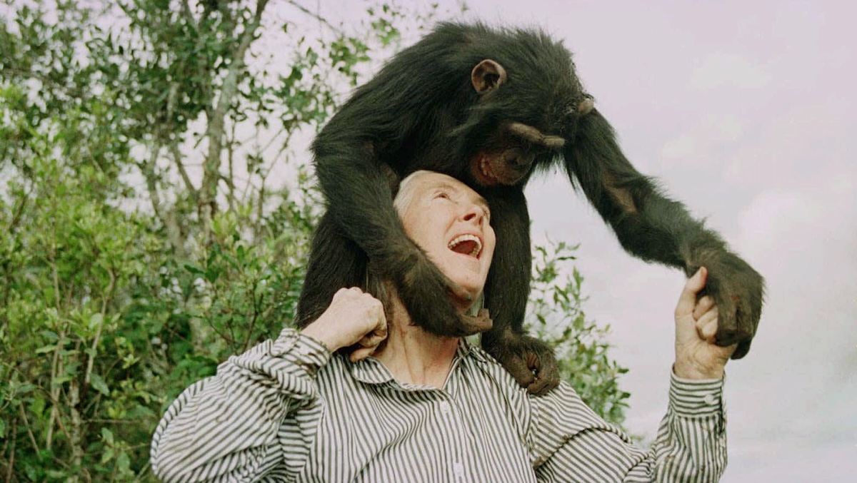 Cinque cose scoperte da Jane Goodall