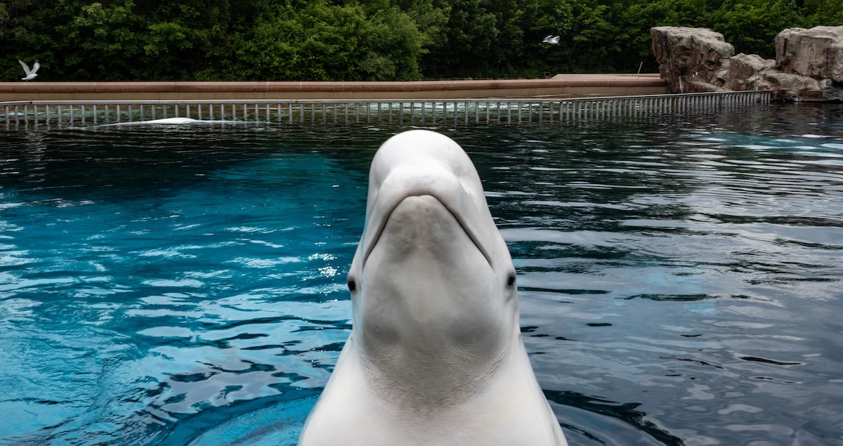 Uno zoo marino canadese ha minacciato di uccidere 30 beluga