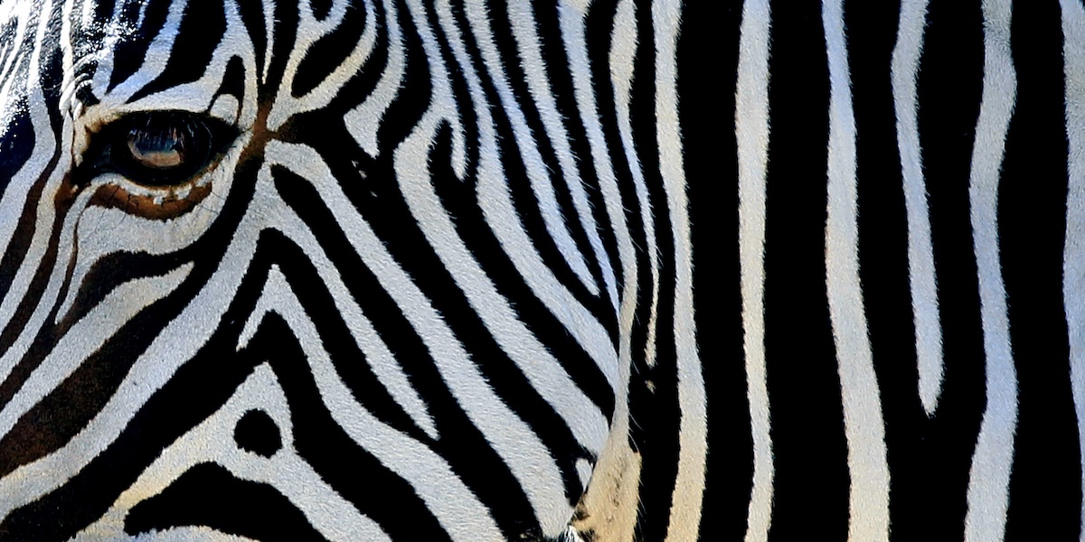 La politica ungherese si è riempita di zebre