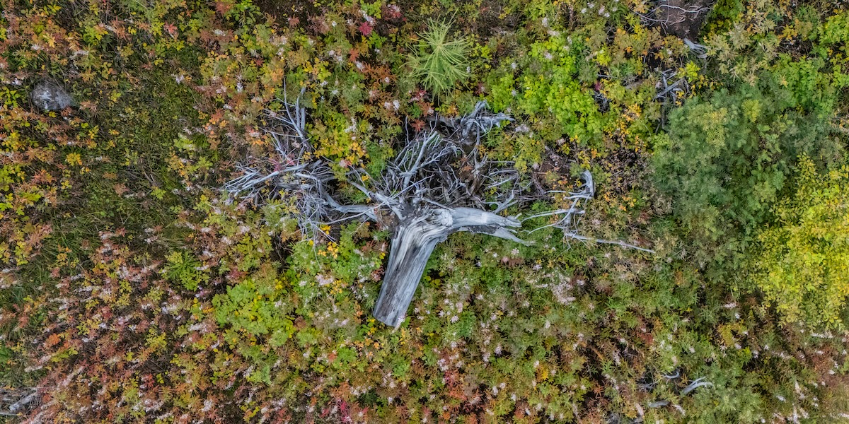 L’epidemia che ha devastato i boschi del Nord Italia fa meno paura